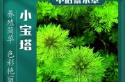 丁香水草的养殖方法和养护要点（简单易行的养殖技巧，让你轻松拥有美丽水草）