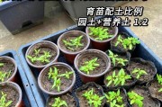 探秘番茄种子的来源（从开花到成熟，一步步解析番茄种子的生成过程）