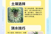 小吊兰的移植与养护技巧（打造美丽庭院，从吊兰开始）