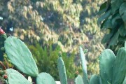 揭秘仙人掌的汁液，危险还是安全？