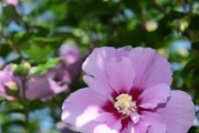 永恒之花——百合花的花语（探寻百合花的神秘花语，传递爱情和友谊的永恒之花）