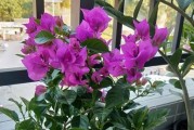 夏天四季梅花的养护技巧（夏季如何正确养护四季梅花）