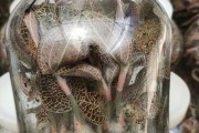 金线莲种子催芽方法（快速有效的催芽技巧）