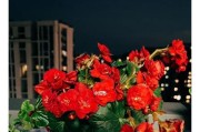 如何打理开完花的丽格海棠