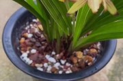 兰花开花时间和周期解析（了解兰花开花的时间和周期，让你养花更得心应手）