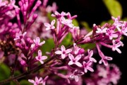 春夏季节的丁香花开花时间（春夏季节的丁香花开放什么时候？）
