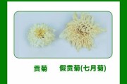 菊花水养方法（让你轻松享受美丽的菊花）