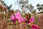 金达莱花，马来西亚的国花（华丽、独特，揭秘金达莱花的种种魅力）