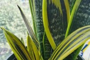 如何正确浇水虎皮兰？（让您的虎皮兰茁壮成长）