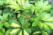 鹅掌红（关于鹅掌红的毒性和养护知识）