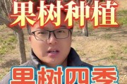 芒果树的浇水方法与周期（掌握正确的浇水技巧，助力芒果树健康成长）