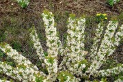 钙果的开花结果时间及特点（探究钙果开花时间、花朵特征及果实成熟周期）