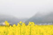 油菜花开花时间及季节（探秘油菜花的开花规律及美景）