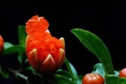 养石榴花的风水益处（家居风水必备，石榴花别有洞天）