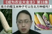 南方玉米种植全攻略（生长周期、种植技巧、产量提高等你了解！）