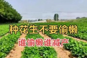 花生的种植与栽培技术（解析花生的生长过程与管理方法，助力农民收获高产）