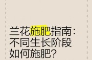 兰草施肥误区解析（如何解决过度施肥对兰草生长的负面影响？）