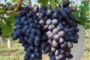 成都葡萄成熟时间及养护攻略（掌握时间，品尝美味/种植技巧、收获方法、保存方式）