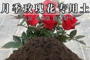 如何正确配制盆栽月季种植土（准确掌握月季土壤的配比与施肥要点）