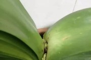 如何抢救因根部叶片干枯而濒临死亡的君子兰（教你如何有效处理君子兰根部叶片干枯的问题）