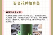 探究百合的生长周期（百合生长过程详解，了解关键因素）