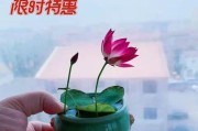 莲藕种子的种植方法（从种子到收成，从选种到管理，全面了解种植方法）