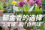 郁金香（探索郁金香的品种与繁育技术）