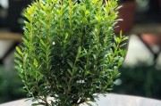 赤楠耐寒温度分析（探究赤楠树种的耐寒特性及适应环境）