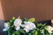 冬季可以剪枝吗？——关于枙子花的剪枝技巧（了解枙子花剪枝的时间、方法和注意事项）