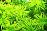 荷叶叶子发黑的原因及处理方法（了解荷叶生长特点，维护荷塘生态平衡）
