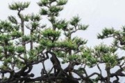 解析黑骨茶叶子卷曲原因与处理方法（了解黑骨茶叶子卷曲背后的原因和应对方法）