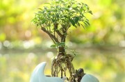 六月雪的家庭养法（养护技巧、灌溉方法、肥料选择等详解）