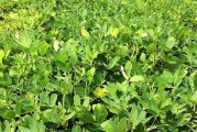 姜并非双子叶植物（揭秘姜的真实身份，科学家破解谜团）