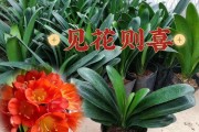 打造君子兰花海，开花绽放绝美风景（以君子兰怎么养好开花为主题的养花全攻略）