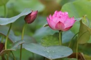 荷花的生长环境和生长地方条件（适合荷花生长的环境特征及种植技巧）