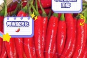 辣椒籽的功效与作用——探秘辣椒籽的健康价值（发现辣椒籽的营养成分与药用价值，提高辣椒籽的利用价值）