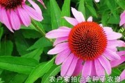 菊花种子发芽时间详解（种植技巧、关注细节，让菊花早日绽放）