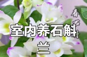 如何养护求花石斛？（宝贝兰花的科学护理方法）
