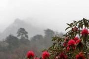 高山杜鹃开花时间（高山杜鹃的生长环境和开花规律）