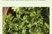 香菜是否喜水？揭秘香菜生长的“秘密”（探究香菜的生长环境和生长特点）