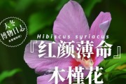 木槿花的功效与作用（从美容养颜到药用治疗，木槿花何止一种用途）