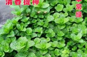 薄荷叶的种植与养护（如何在家中轻松养出清新薄荷）