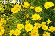 金鸡菊——多年生植物的代表（了解金鸡菊的生长习性和栽培技巧）