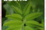 含羞草的成长之路（触动心灵的神奇植物——以含羞草为例）
