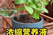 富贵竹的肥料需求与种植技巧（如何选择适合富贵竹的肥料以获得最佳生长效果）