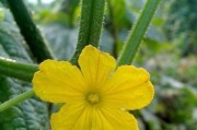 黄瓜的花是什么颜色？解密黄瓜花的奥秘（色彩缤纷的黄瓜花，你了解多少？）