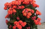 长寿花的养护技巧（轻松掌握长寿花的开花秘籍，让你的家充满生机）