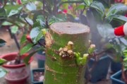 发财树暴芽的修剪技巧（打造富贵景观，提升财运的秘密）