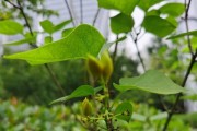 丁香花黄叶的原因与治疗方法（探究丁香花黄叶背后的隐患与解决方案）