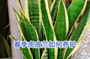 虎皮兰的栽植与养护指南（打造室内绿意，虎皮兰是首选）